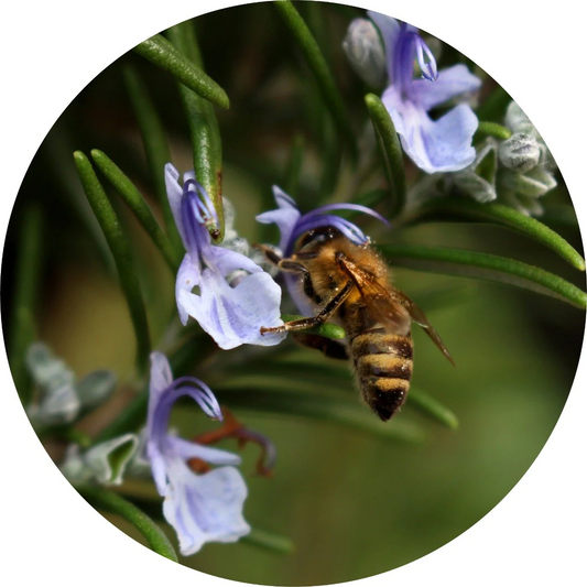 Rosemary Essential Oil